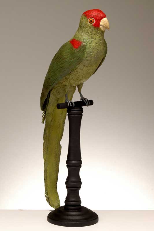 perroquet