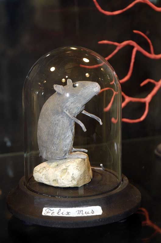 souris