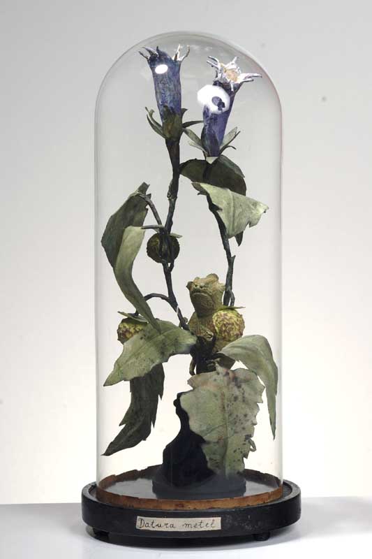 datura