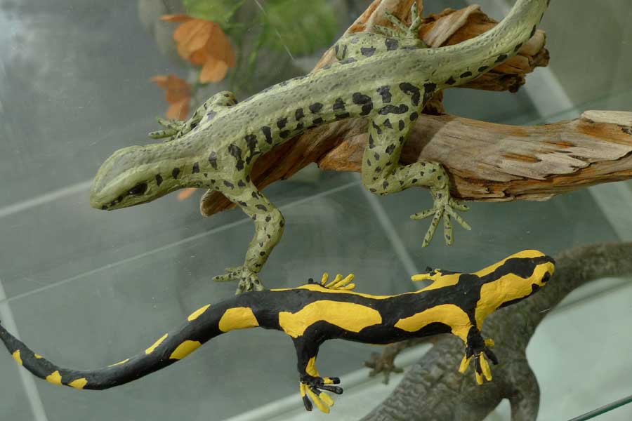 lézard et salamandre