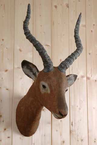 gazelle