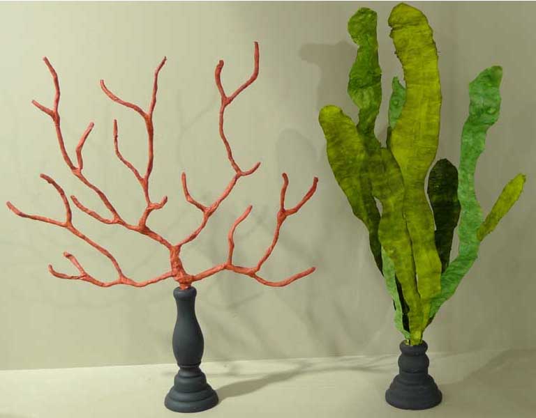 corail et algues