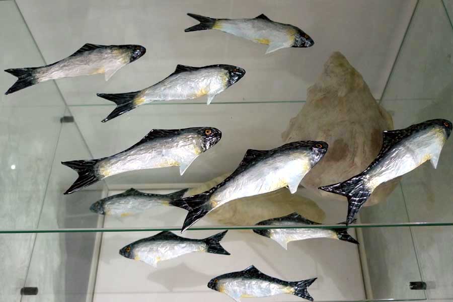banc de sardines